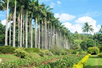 TOUR - KANDY + DAMBULLA + SIGIRIYA + ELEPHANT ORPHANAGE + COLOMBO  03 NIGHTS / 04 DAYS