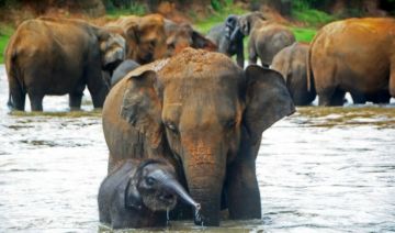 TOUR - KANDY + DAMBULLA + SIGIRIYA + ELEPHANT ORPHANAGE + COLOMBO  03 NIGHTS / 04 DAYS