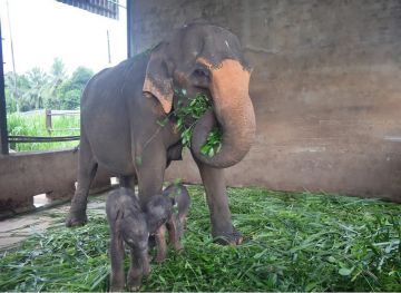 TOUR - KANDY + DAMBULLA + SIGIRIYA + ELEPHANT ORPHANAGE + COLOMBO  03 NIGHTS / 04 DAYS