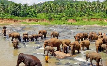 TOUR - KANDY + DAMBULLA + SIGIRIYA + ELEPHANT ORPHANAGE + COLOMBO  03 NIGHTS / 04 DAYS