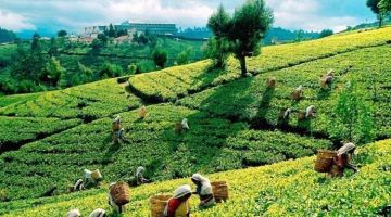 6 Days 5 Nights Culture & Nature Tour Package by Ceylon Best Holiday