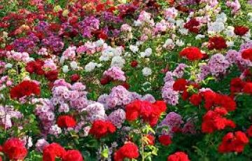 2 Days 1 Nights Gangtok Tour Package On Easy EMI.