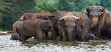 Romantic Sri Lanka Honeymoon Package - 05 Days - 04 Nights