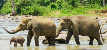 Best Selling Sri Lanka Tour Package - 4 Days