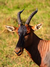 15-Day Maasai Mara Gorrilla Trek Serengeti  Wildbeest Migration Safari