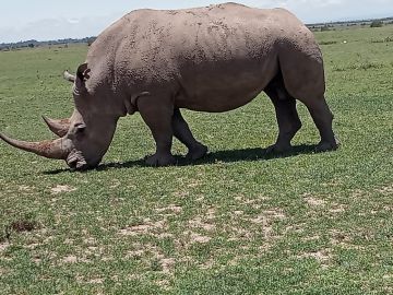 15-Day Maasai Mara Gorrilla Trek Serengeti  Wildbeest Migration Safari