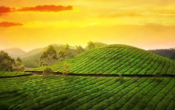 Amazing  Kerala 5 Days 4 Night tour packages