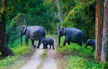 Coorg Holiday Packages - 07 Nights / 08 Days