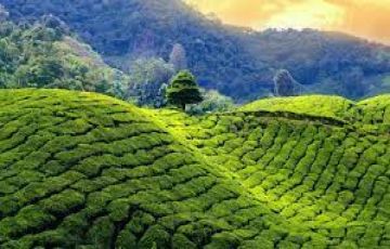 Darjeeling Tour 3 Days By Trip Tours 3999/- per person