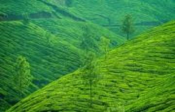 R Pleasurable Munnar with Alleppey Holiday Package