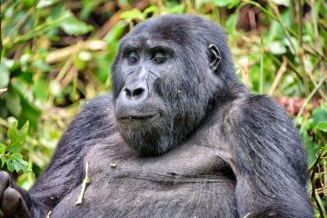3 day Uganda gorilla trekking tour