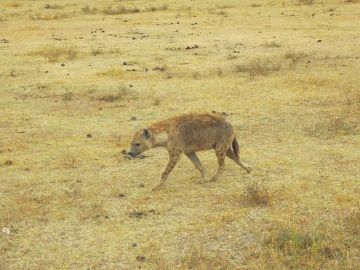 4 Days 3 Nights Ngoro ngoro crater  to Arusha Tour Package