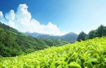 3 Days 2 Nights Munnar Tour Package by SEVEN BELLS HOLIDAYS