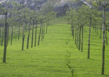 3 Nights/ 4 Days Exclusive Kerala Honeymoon Package