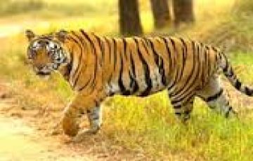 Budget Friendly 4 N / 5 D Package - Hill station, WIldlife and Backwater