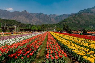 4 Days 3 Nights Kashmir paradise Tour Package