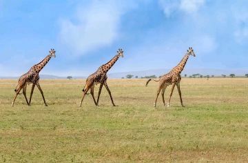 Magical 4 Days 3 Nights Masai Mara Tour Package by Eco World Safaris