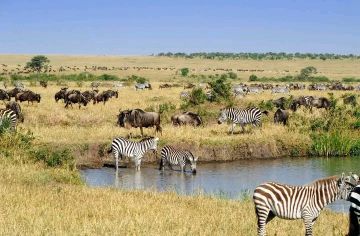 Magical 4 Days 3 Nights Masai Mara Tour Package by Eco World Safaris