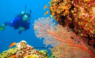 Andaman & Nikobar Island,tour package  ANDAMAN & NIKOBAR ISLAND TOUR PACKAGE 05DAYS / 04 NIGHTS FROM PORT BLAIR