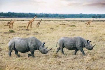 3 Days 2 Nights Masai Tour Package by Eco World Safaris