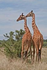 3 Days 2 Nights Masai Tour Package by Eco World Safaris