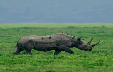 3 Days 2 Nights Masai Tour Package by Eco World Safaris