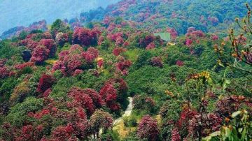 05 NIGHT 06 DAYS SCENIC SOUTH SIKKIM