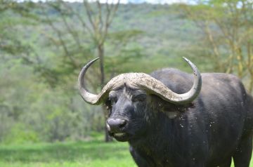 7 Days of Unlimited Bush Safari Across Kenya
