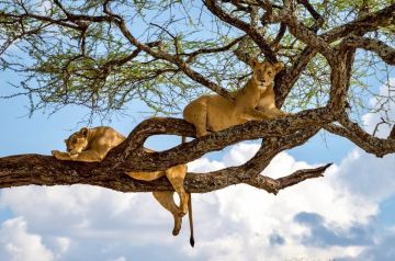 10 Days Great Kenya and Tanzania Safari