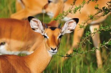 7 Days Exploring Great Kenya Safari starting Nairobi to Mombasa