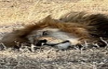 7 Days Exploring Great Kenya Safari starting Nairobi to Mombasa