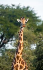 7 Days Exploring Great Kenya Safari starting Nairobi to Mombasa