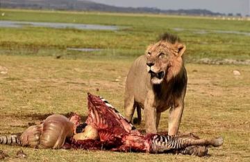 7 Days Kenya Classic Highlights and Cultural Safari Tour