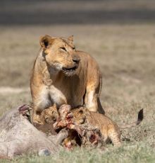 7 Days Kenya Classic Highlights and Cultural Safari Tour