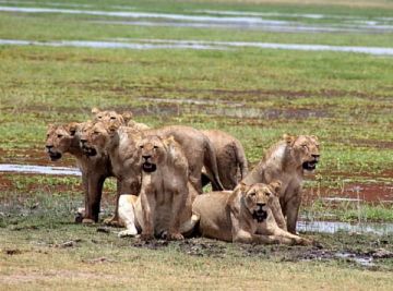 7 Days Kenya Classic Highlights and Cultural Safari Tour