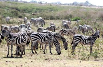 7 Days Kenya Classic Highlights and Cultural Safari Tour
