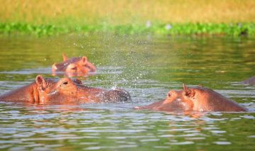 3 days Road Safari Package from Nairobi to Masai Mara