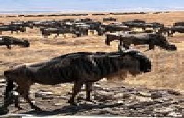 3 days Road Safari Package from Nairobi to Masai Mara