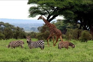 3 Days Flying Safari Package From Nairobi or Mombasa to Masai Mara