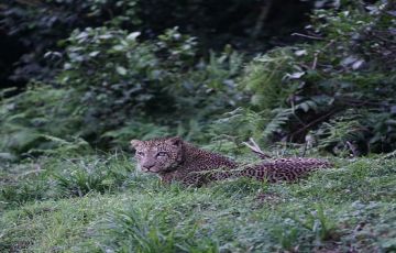 3 Days Flying Safari Package From Nairobi or Mombasa to Masai Mara