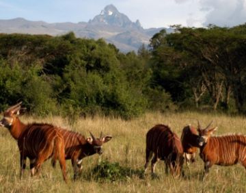 Explore The Amazing Scenic Kenya Parks