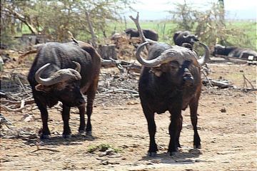 Discover Africa Kenya Wildlife Safari and Sandy Beaches in 7 Days