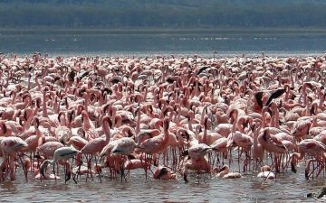 Discover Africa Kenya Wildlife Safari and Sandy Beaches in 7 Days