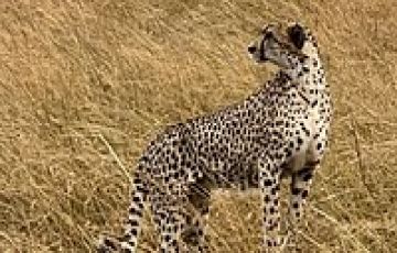 Discover Africa Kenya Wildlife Safari and Sandy Beaches in 7 Days