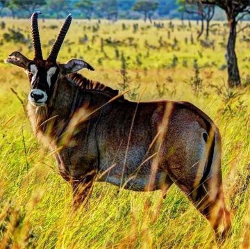 Discover Africa Kenya Wildlife Safari and Sandy Beaches in 7 Days