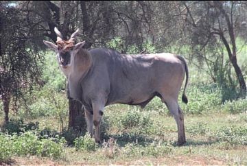 Discover Africa Kenya Wildlife Safari and Sandy Beaches in 7 Days