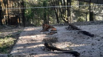 5 Days 4 Nights darjeeling with gangtok Nature Holiday Package by PIXEL PARADISE