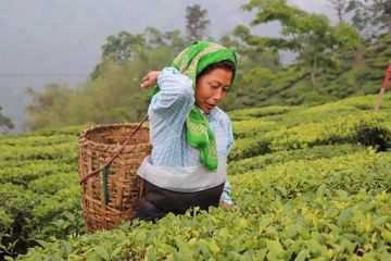8 Days 7 Nights Gangtok Pelling Darjeeling Famous Tour Package