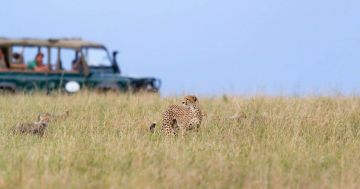 4-Day Luxury Masai Mara NR & Lake Nakuru NP Safaris