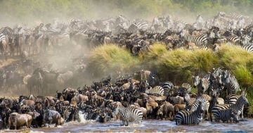 4-Day Luxury Masai Mara NR & Lake Nakuru NP Safaris
